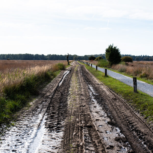 Een wandeling op het Dwingelderveld
