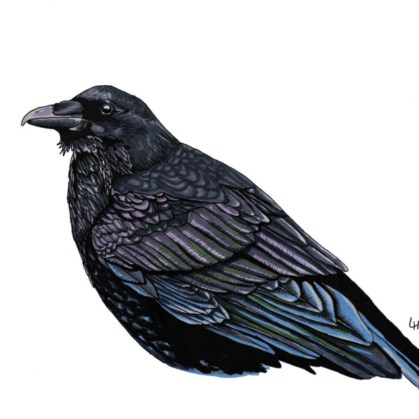 Raaf (Corvus corax)